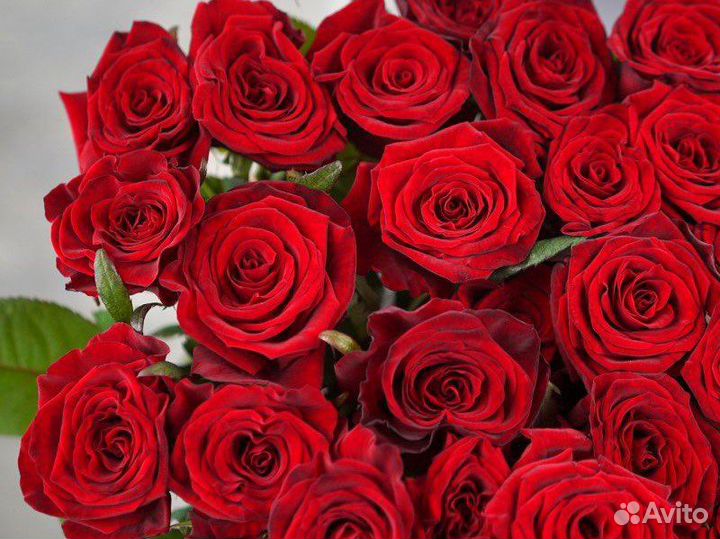 Розы 60 см