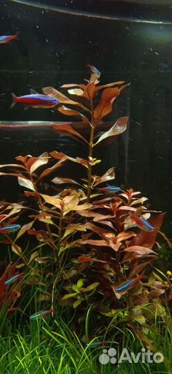 Аквариумное растение