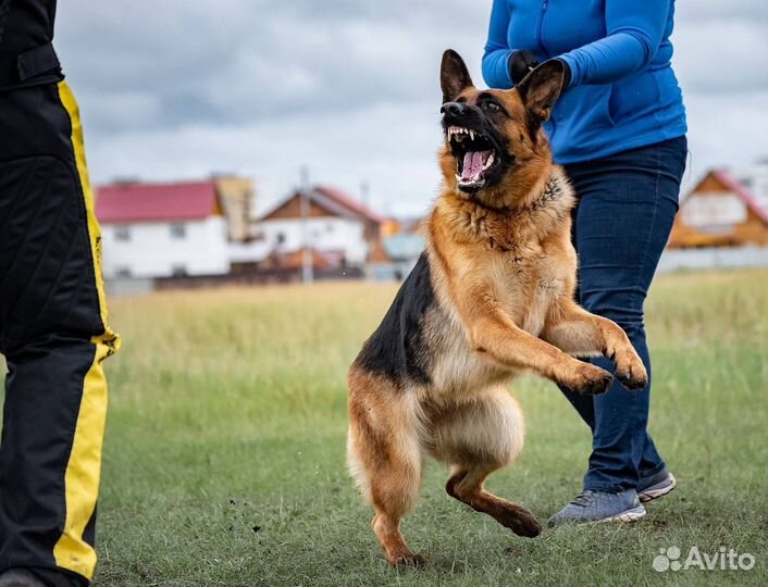 Собака-телохранитель