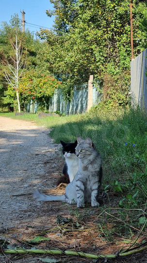 Участок 30 сот. (ИЖС)