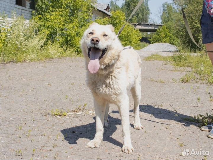 Вайт ищет дом