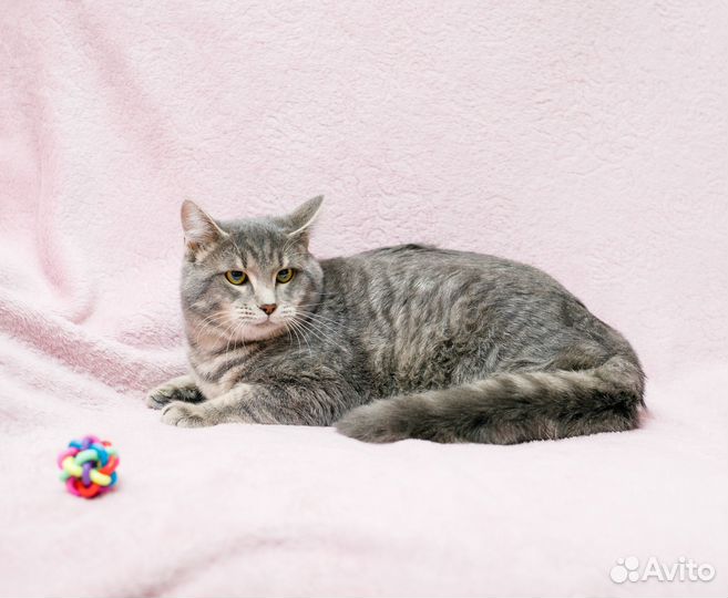 Король котов