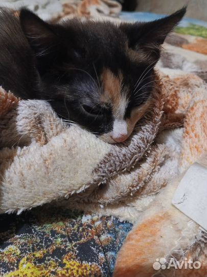 Котята в добрые руки бесплатно