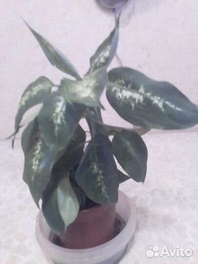 Диффенбахия Компакта