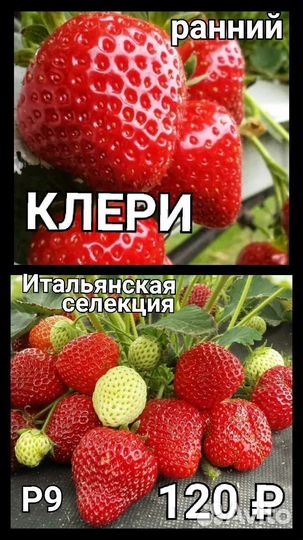Рассада клубники