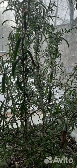 Розмарин в горшке