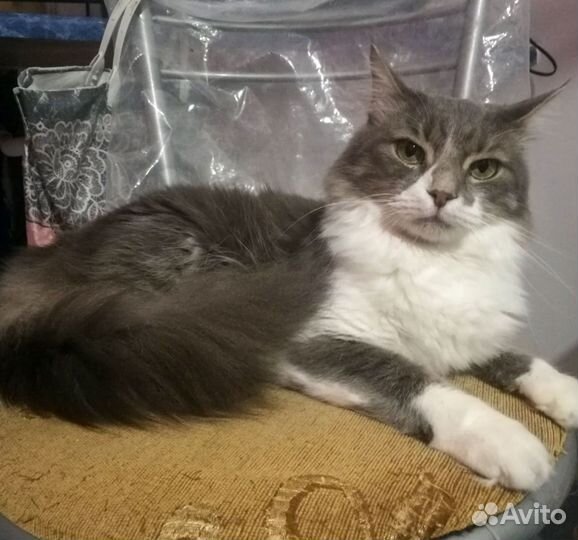 Кот в добрые руки, кастрированный