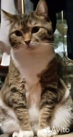 Кошка стерелизованая отдам в хорошие руки