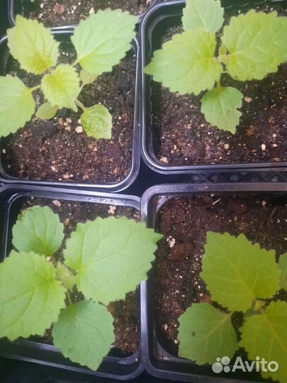 Саженцы павловния