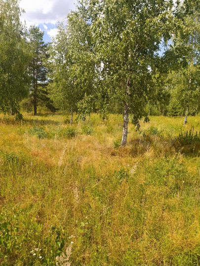 Участок 24 сот. (СНТ, ДНП)