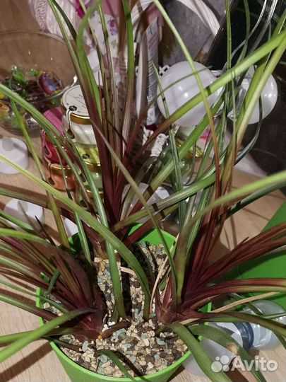 Тилландсия Анита