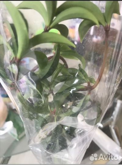 Пеперомия перескиелистная комнатные растения