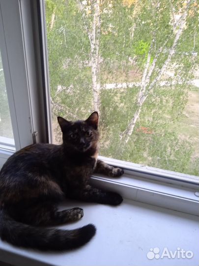 Отдам в добрые руки