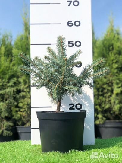 Ель голубая