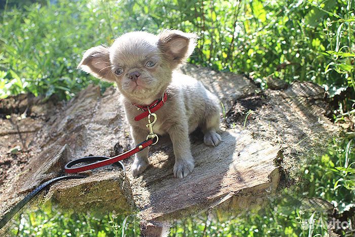 Лиловое чудо