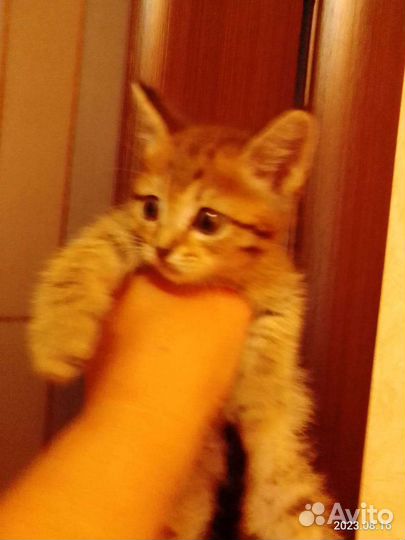 Малыши в добрые руки