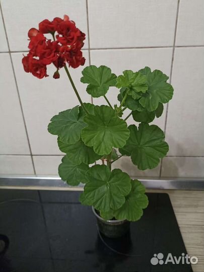 Герань пеларгония розебудная