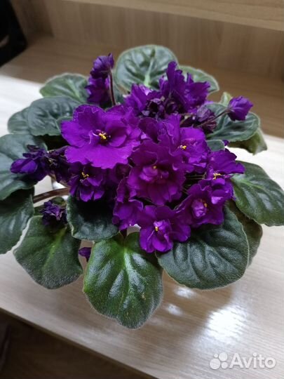 Фиалка в горшках