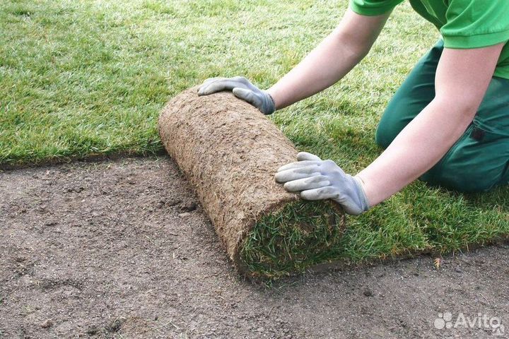 Рулонный газон, укладка рулонного газона