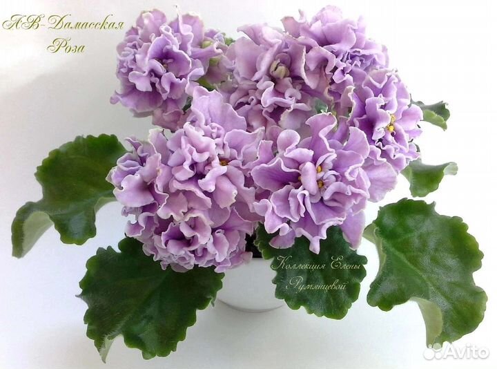 Коллекция фиалок