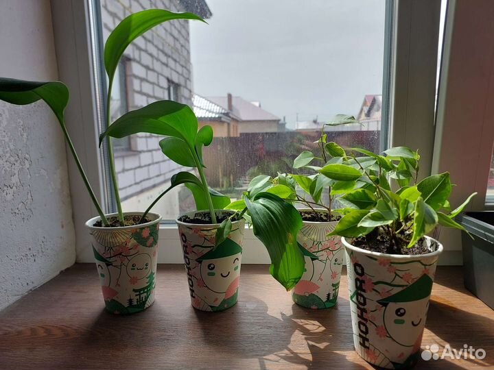 Эухарис амазонская лилия