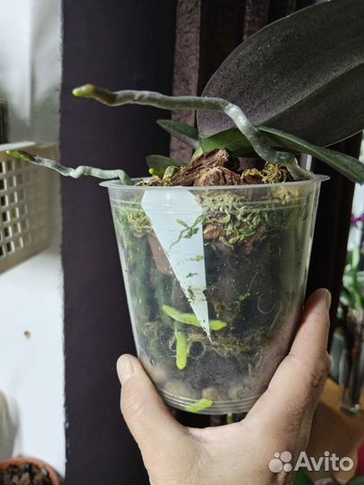 Орхидея фаленопсис