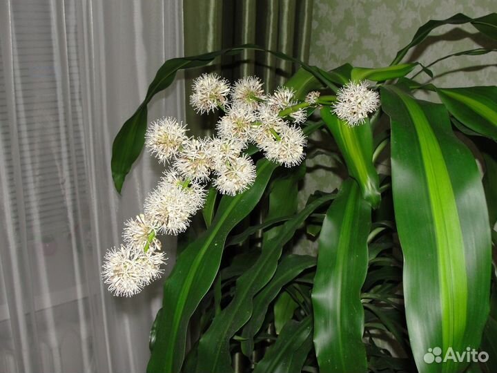 Пальма драцена