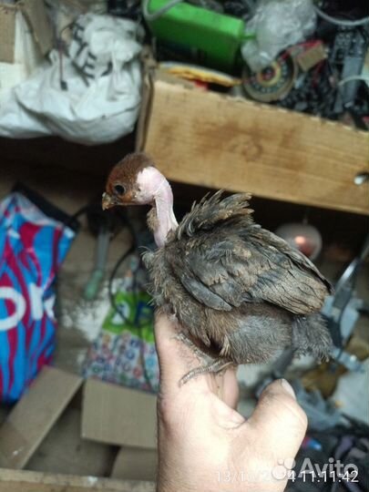 Цыпленок голошейка 1 месяц