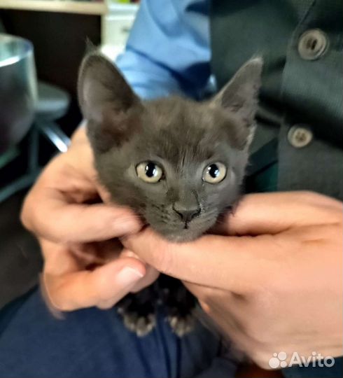 Кошечка, 1 мес., в добрые руки