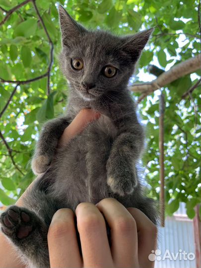 Отдам котенка в добрые руки