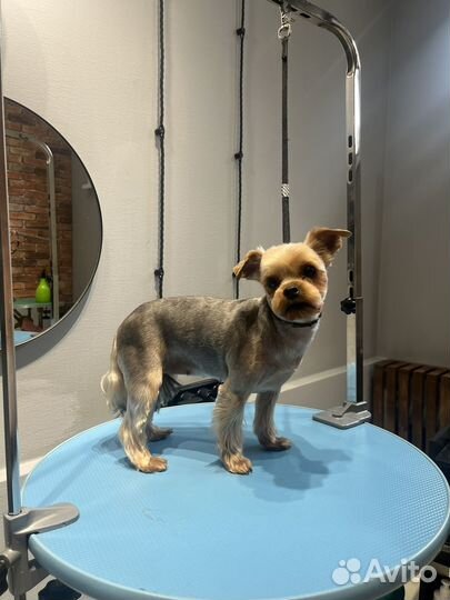 Обучение грумингу