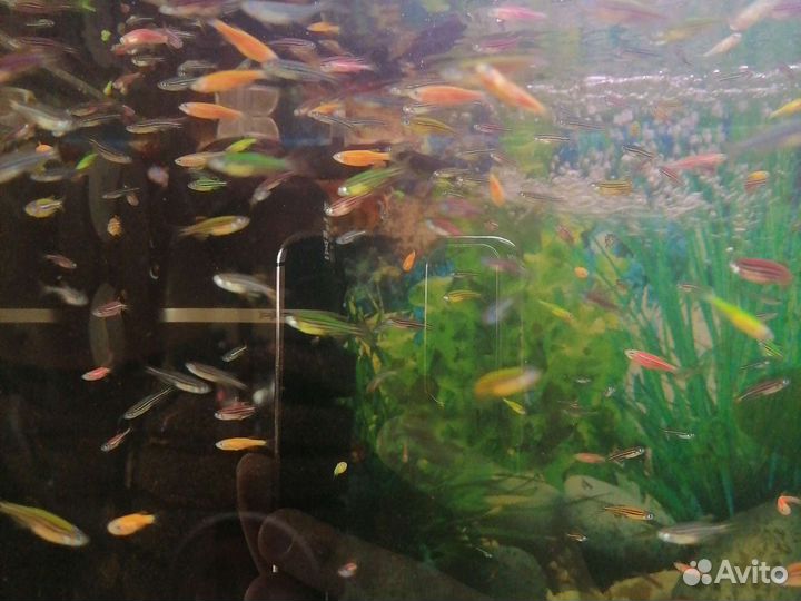 Данио Рерио Гло Фиш