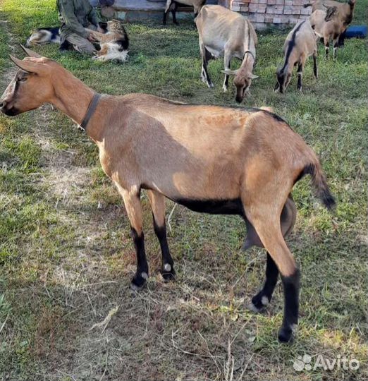 Козы и козлята Альпийской породы