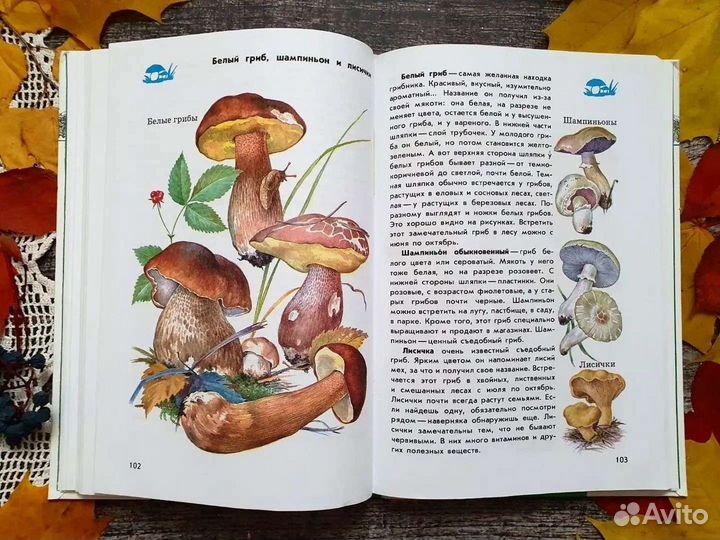 Плешаков. От земли до неба. Атлас-отпределитель