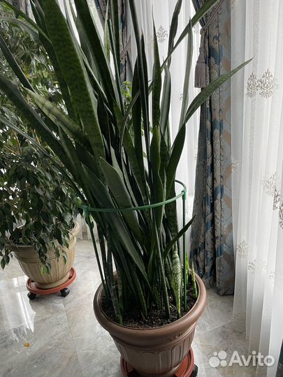 Растения в горшках