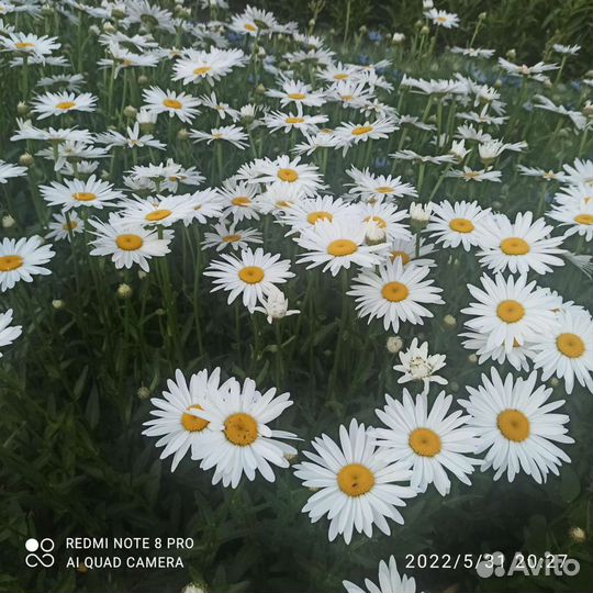 Ромашка садовая, рассада