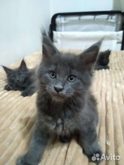 Котята мейн-кун