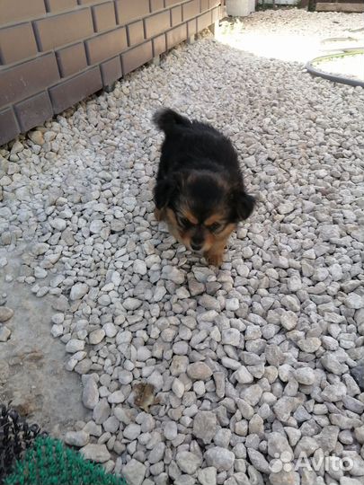 Щенята в добрые руки