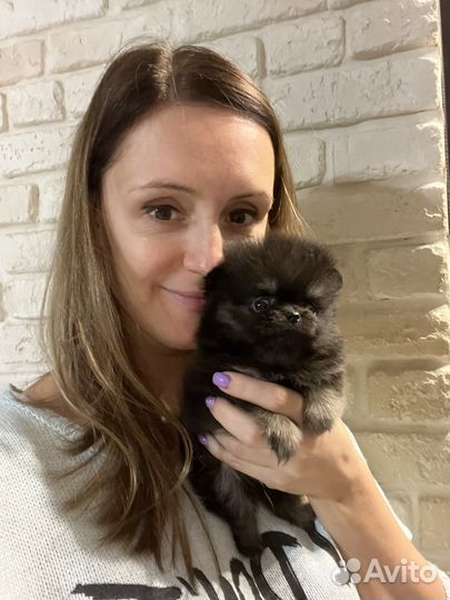 Шпиц померанский черный мальчик и девочка