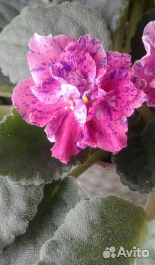 Фиалки листочками