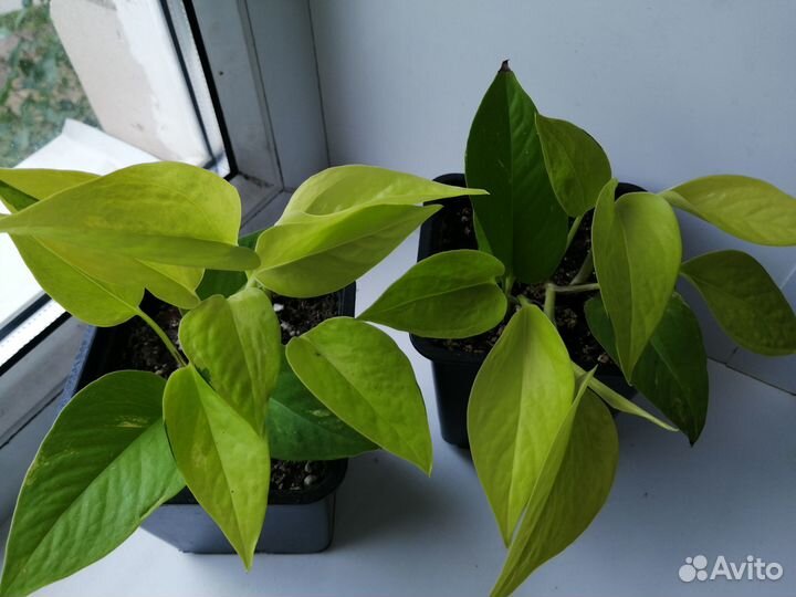 Сциндапсусы