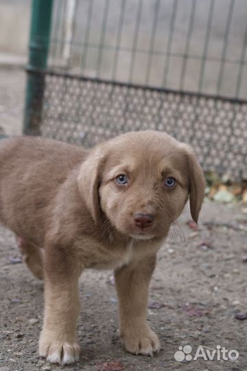 Щенок в добрые руки бесплатно