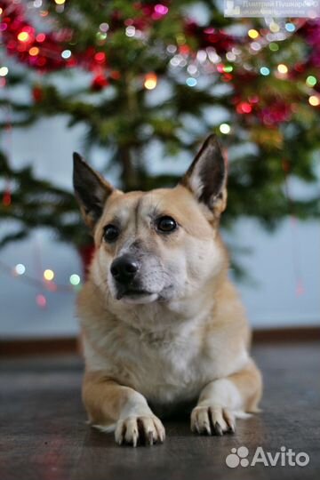 Вирга в добрые руки