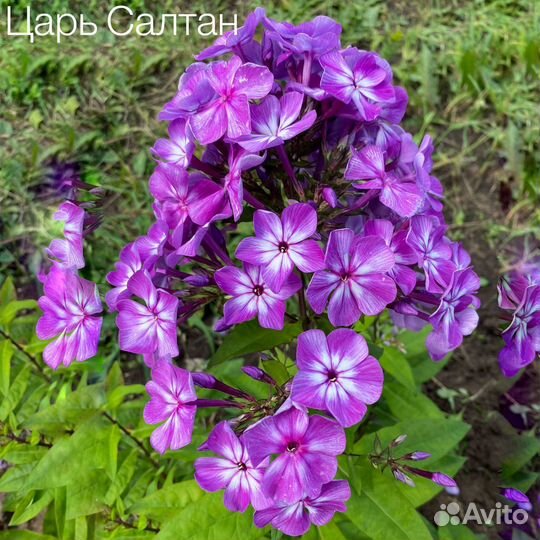 Набор флоксов 12 сортов