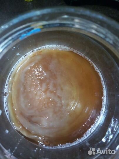 Комбуча. Чайный гриб