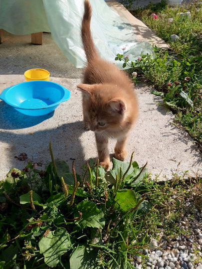 Котята в добрые руки 1 месяц