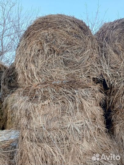 Продам сено в рулонах, 3 центнера