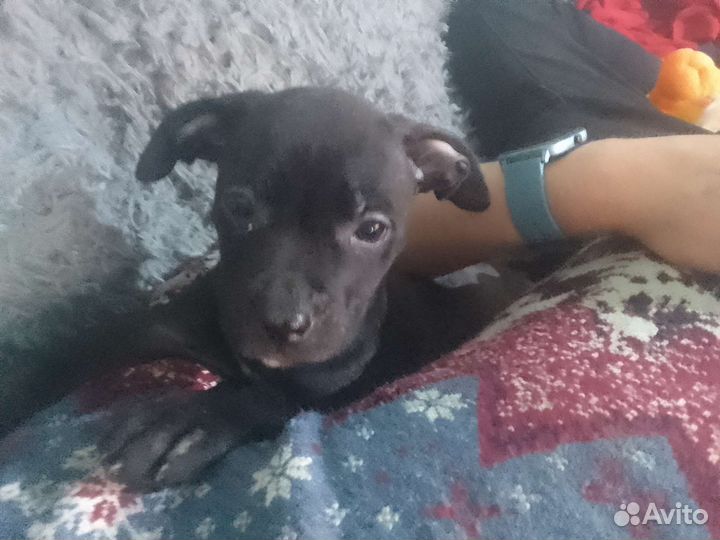 Щенки питбуля