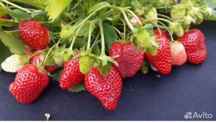 Саженцы клубники сорта Азия