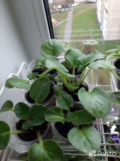 Сортовая фиалка 